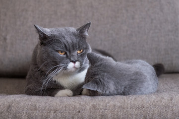 Two British Shorthair cats