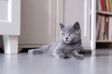 The British Shorthair cat, taken indoors