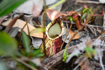 Ground pitcher, Nepenthes ampullaria