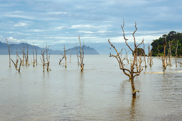Fototapeta na wymiar Dead mangrove trees in water