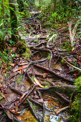 Roots on trail in Bako National Park