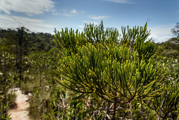 Branch of Green cypress tree. Background texture