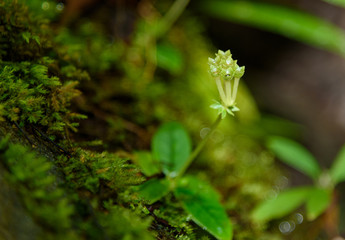 Small flower in rainforest