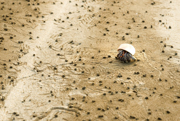 Fototapeta na wymiar Hermit crab and detritus balls on beach