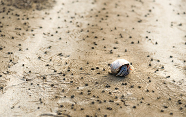 Obraz premium Hermit crab and detritus balls on beach