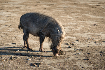 Bornean bearded pigs on beach