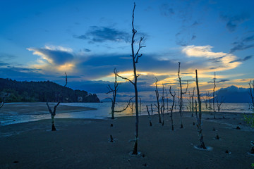 Dead mangrove trees on beach at sunset