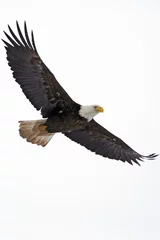 Photo sur Plexiglas Anti-reflet Aigle Pygargue à tête blanche en vol contre ciel blanc