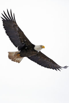 Bald Eagle in flight against white Sky
