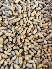 Raw peanuts / Peanuts in a shell  background