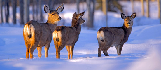 Mule Deer Doe with two  fawn standing in deep snow in late afternoon sunlight