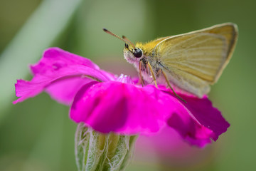 closeup of a brown butterfly on a pink flower blossom