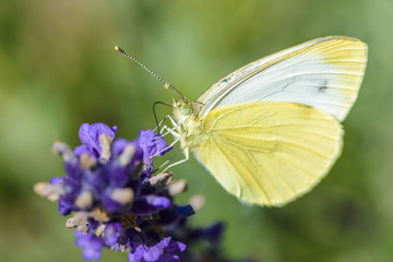 detailed close up of a butterfly (Pieris rapae) on lavender, a species of the whites-and-yellows family Pieridae, also known as the small cabbage white or simply as white butterfly