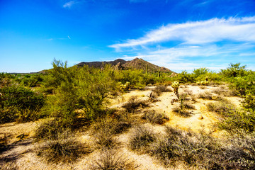 Black Mountain and the Desert Landscape with Cholla Cactus and other Cacti at the Boulders in the desert near Carefree, Arizona