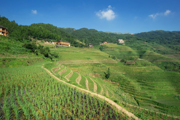 terraced fields
