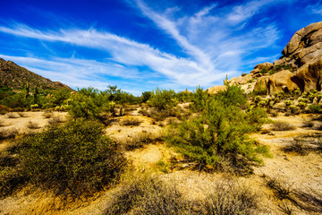 Black Mountain and the Desert Landscape with Cholla Cactus and other Cacti at the Boulders in the desert near Carefree, Arizona