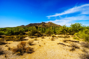 Black Mountain and the Desert Landscape with Cholla Cactus and other Cacti at the Boulders in the desert near Carefree, Arizona