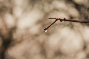 one drop of rain on an autumn branch