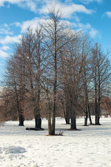 thaw snow lanscape tree