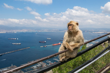 Young Barbery Ape sitting on a wall at the top of The Rock of Gi