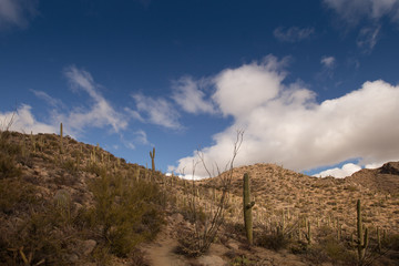 Naklejka na ściany i meble Catalina Mountain State Park near Tucson, USA