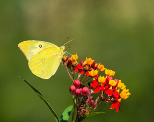 Southern Dogface (Zerene cesonia) butterfly feeding on Tropical Milkweed flowers. Natural green background with copy space.