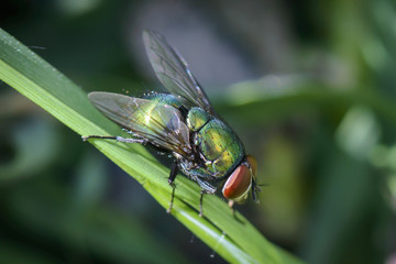 close up of a green fly on a stem