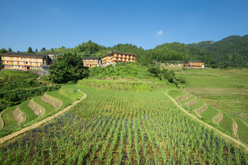 Naklejka premium terraced fields