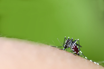 Macro and depth of field (DOF) effect of Albopictus Mosquito - Albopictus mosquito sucking blood