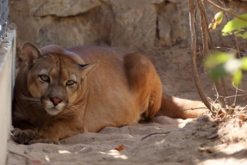Obraz premium Puma lub lew górski