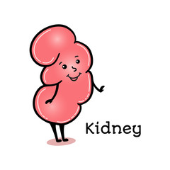 Cute and funny human kidney character, cartoon vector illustration isolated on white background. Healthy smiling kidney character with arms and legs