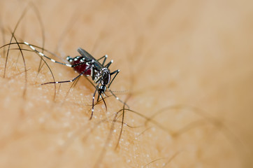Macro and depth of field (DOF) effect of Albopictus Mosquito - Albopictus mosquito sucking blood