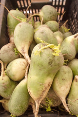 green radish