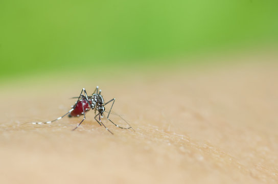 Macro and depth of field (DOF) effect of Albopictus Mosquito - Albopictus mosquito sucking blood