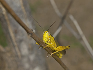 Asian Grasshopper