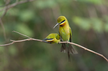 blue-tailed bee-eater (Merops philippinus) pairing 