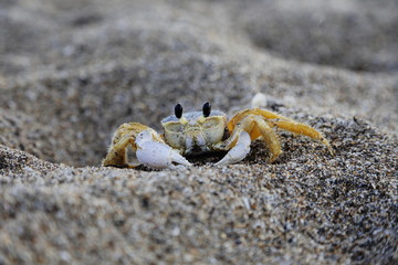 cangrejo en la  playa en el mar animales del osea crustaceo