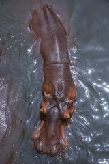 Hippopotamus