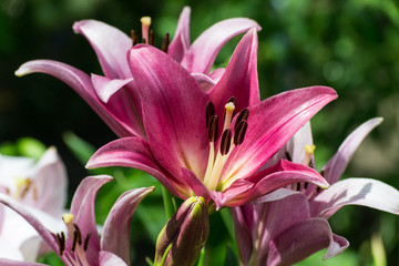 Pink lily on a green background. Lilies in the sun in the summer garden.
