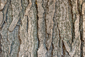 Poplar bark macro