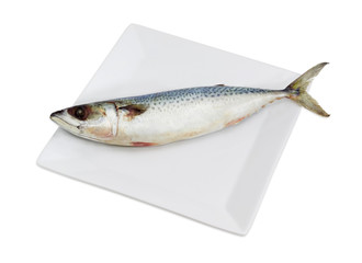 Uncooked bullet tuna on a square dish