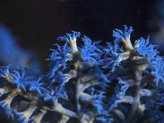 Naklejka premium Blue Coral Polyps, Blaue Korallenpolypen