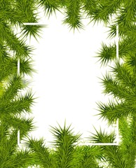 frame of fir branches