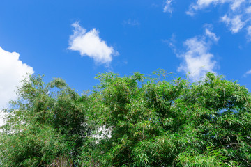 Fototapeta premium Trees and sky