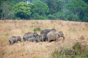 A group of Asian Elephants of Khao Yai national park, Thailand, Elephas maximus