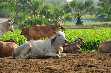 A group of cow resting in a agriculture field
