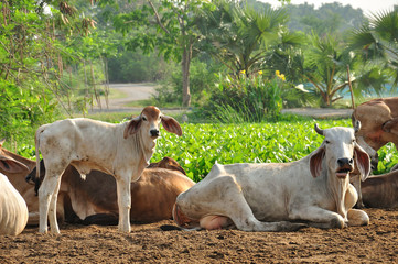 A group of cow resting in a agriculture field - 127267787