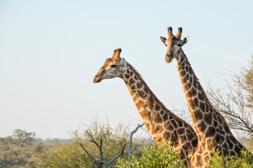 Two necks of giraffes sticking out of the bushes.