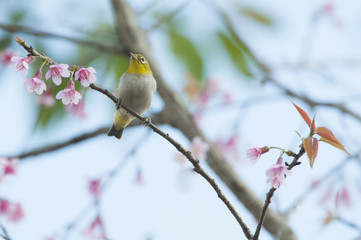 Beautiful Chestnut-flanked White-eye.( Zosterops erythropleurus ) On Wild Himalayan Cherry pink.