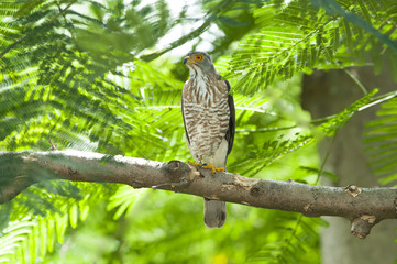 Crested Goshawk, Accipiter trivirgatus